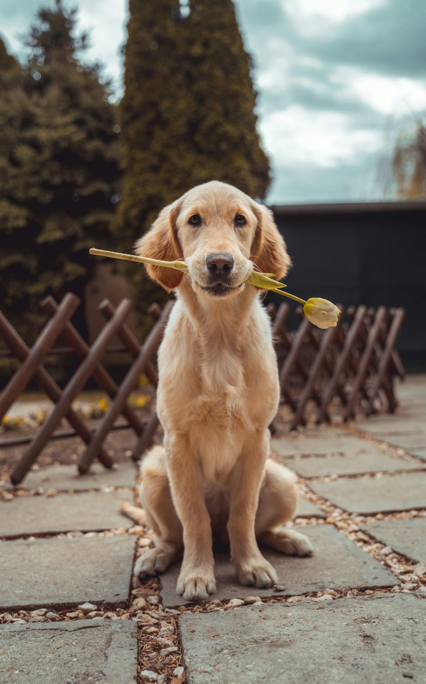 Illustrative pet photography